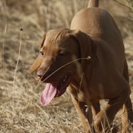 German Shorthaired Pointers and Vizslas from Big Country Kennels