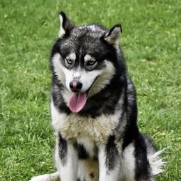 Rambo - Siberian Husky
