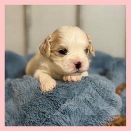 Boy 1 - Blenheim male Cavachon puppy in Smoot, Wyoming from Designer Mountain Mutts