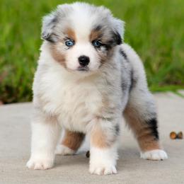 Baloo - Blue merle male Miniature American Shepherd puppy in San Benito, Texas from Vaquera's Miniature American Shepherds
