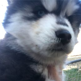 Pomsky and Siberian Husky Puppies from Cold Mountain Kennel