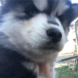 Pomsky and Siberian Husky Puppies from Cold Mountain Kennel