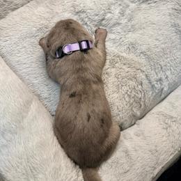 Purple collar - Merle female Great Dane puppy in Ider, Alabama from Sand Mountain Danes LLC