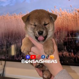 KIT - Red male Shiba Inu puppy in Minnesota from BonsaiShibas