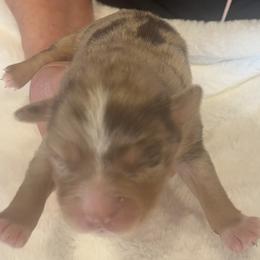 Vanilla - Red merle female Miniature Australian Shepherd puppy in Godley, Texas from Nana and Paws Aussies