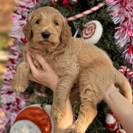 Gingerbread (Brown Collar) - Cream male Goldendoodle puppy in Bay City, Texas from Charming Doods