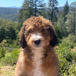 Red Boy - Sable male Bernedoodle puppy in Mariposa, California from Ginger & Spice Farm Puppies