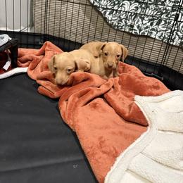 Ralph - Cream male Dachshund puppy in Mountain Home, Arkansas from Furry Friends Kennel