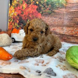 Parker - Apricot male Poodle puppy in Lebanon, Missouri from Perkins Pups