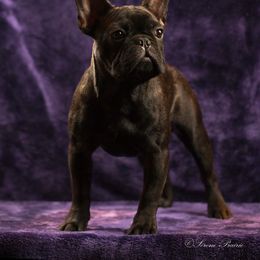 Picasso - French Bulldog