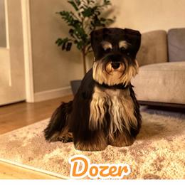 Dozer - Miniature Schnauzer
