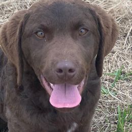 Boykin Spaniels, Chesapeake Bay Retrievers, Labrador Retrievers, and Nova Scotia Duck Tolling Retrievers from Hard Retrievers