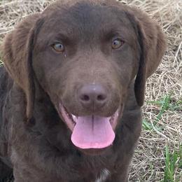 Boykin Spaniels, Chesapeake Bay Retrievers, Labrador Retrievers, and Nova Scotia Duck Tolling Retrievers from Hard Retrievers