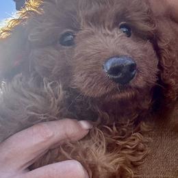 Snickers - Red  male Goldendoodle puppy in Austin, Texas from Doodles of Central Texas
