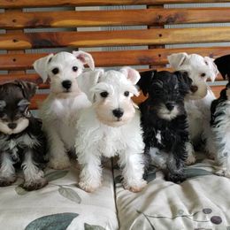 Miniature Schnauzers from Raisin' the Woof Schnauzers