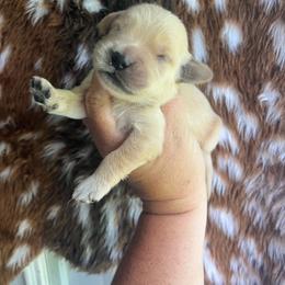 Light blue collar - Golden male Golden Retriever puppy in Jesup, Georgia from Painted Platinum Retrievers (Painted Platinum Kennel) PPK