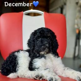 December - Parti male Poodle puppy in Lancaster, Minnesota from Finney Ranch