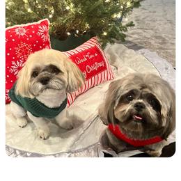 Shih Tzu Puppies from Grandma Ts Precious Puppies