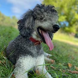 Bernedoodles, Goldendoodles, and Poodles from Elevated Standards NC