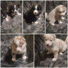Pomsky Puppies from Ultimate Pomskies LLC