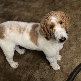 London - Goldendoodle