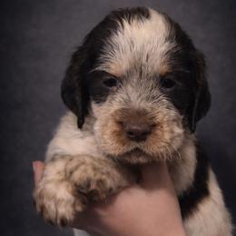 Lyra - Liver white and roan female English Springer Spaniel puppy in Florida from Thunderbird Springers
