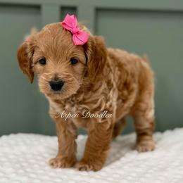 Pink collar MERRY - Apricot female Goldendoodle puppy in Salem, Utah from Aspen Doodles