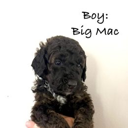 Blue Boy - Big Mac - Black and white male Bernedoodle puppy in Moulton, Alabama from Triple W Doodles