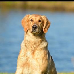 Pearl - Golden Retriever