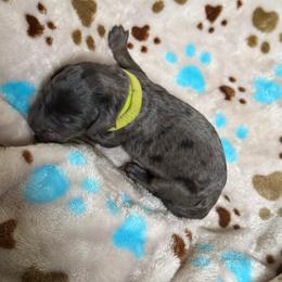 Pistachio - Blue merle male Bernedoodle puppy in Kensington, Ohio from Hickory Hideaway Doodles