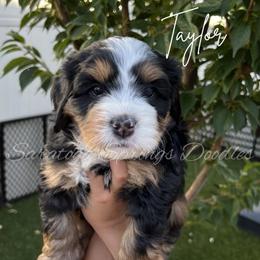 Taylor - Tri-color female Bernedoodle puppy in Saratoga Springs, Utah from Saratoga Springs Doodles