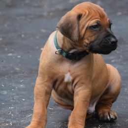 Mr. Dark Green - Rhodesian Ridgeback puppy from Karamojo Ridgebacks, Quality over Quantity
