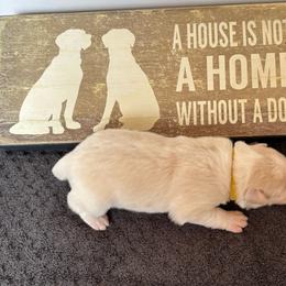 Yellow Collar - Gold male Border Collie puppy in Gadsden, Alabama from Collie Wood Hills