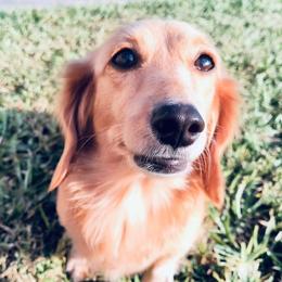 Willow - Dachshund