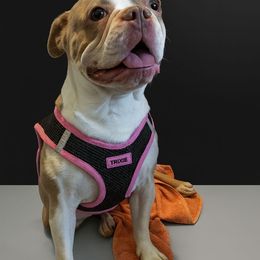 Brock - Seal and white male Boston Terrier puppy in Versailles, Indiana from Benhams Bostons