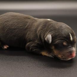 Fern - Black tri Miniature Australian Shepherd puppy in Bryan, Texas from Tiny Tail Haven