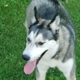 Siberian Husky Puppies from Gemstone Huskys