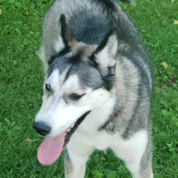 Siberian Husky Puppies from Gemstone Huskys