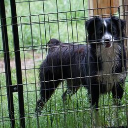 Miniature Australian Shepherd and Toy Australian Shepherd Puppies from Caprock Mini & Toy Aussies