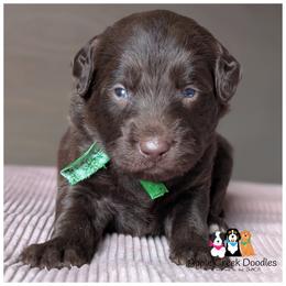 Pick 3 open - F1 Labradoodles - OFA-Genetics-2 Year Warranty. - Chocolate male Labradoodle puppy in Jeddo, Michigan from Apple Creek Doodles