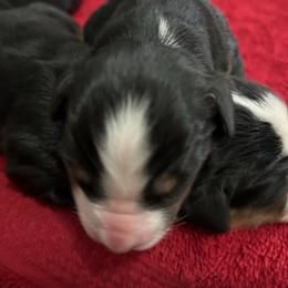 Willow OFA - Black rust and white female Bernese Mountain Dog puppy in Strasburg, Ohio from Lois Allison