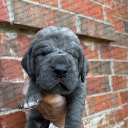 Colt - Fawn male Great Dane puppy in Granbury, Texas from Anderson Blau’s Great Danes