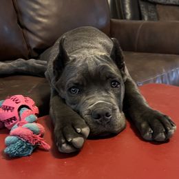 Valen - Gray Cane Corso puppy in Briggs, Texas from Capital City Corso’s