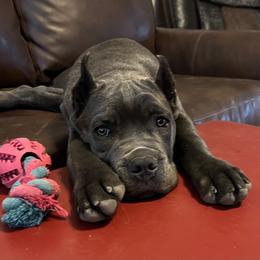 Valen - Gray Cane Corso puppy in Briggs, Texas from Capital City Corso’s