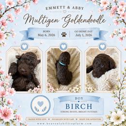 8. BIRCH - LIGHT BLUE COLLAR BOY - Chocolate male Goldendoodle puppy in Charlo, Montana from Heavenly Hilltop Farm