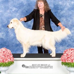 Coco - Golden Retriever