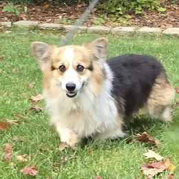 Hadley - Pembroke Welsh Corgi