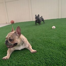 French Bulldog All Grown Up from Besters Frenchies