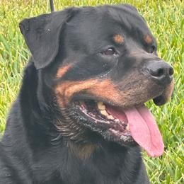 Asher - Rottweiler