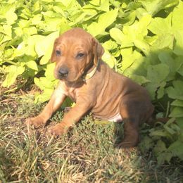 Carly - Rd whtn brn nose female Rhodesian Ridgeback puppy in Carney, Oklahoma from River Run Parson Russell terriers & River Run Ridgebacks